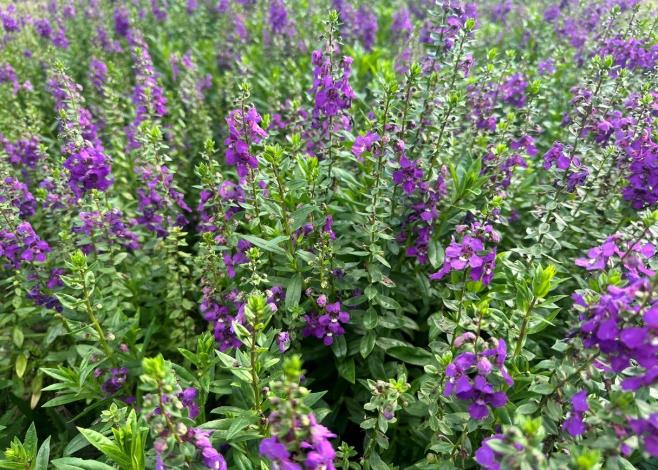 圖5. 紫色盛開天使花