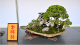 圖1. 金牌獎-展現美感的創意侘寂盆景~附木、附石、系魚川真柏