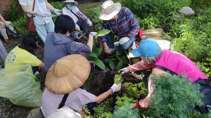 圖5.大家在步道邊緣分工種植斑葉艾草、九層塔等，增加景觀變化。
