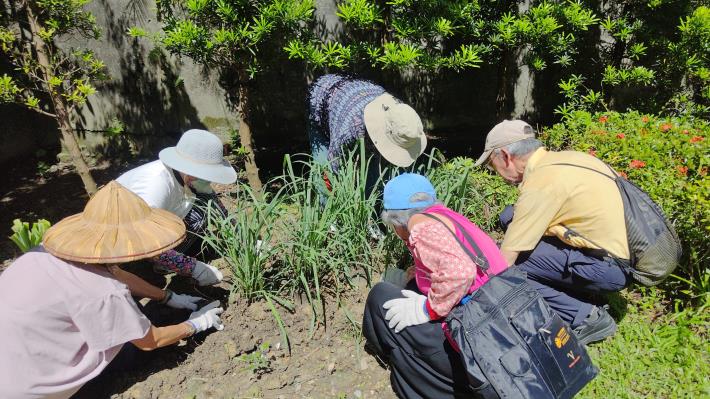 圖4.將原本種植香蘭葉的空地改種香茅，改變景觀配置及增加嗅覺感受。
