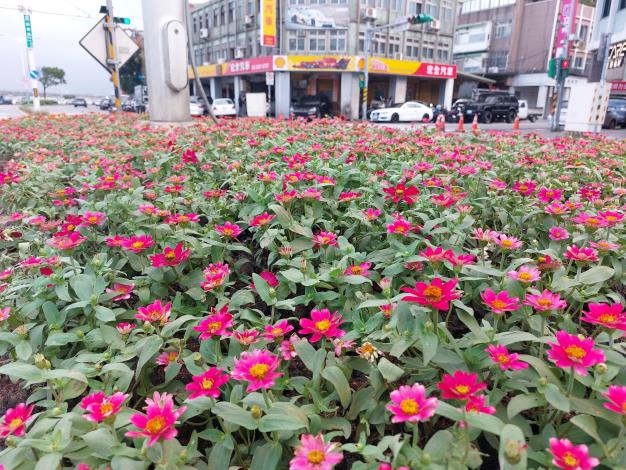 圖3盛開的百日草，明豔的花色自帶spotlight，讓人無法忽視它的身影。