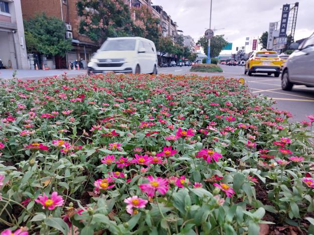 圖5百日草為菊科，屬一年生草本植物，花期超過一百天，所以有百日草之名。