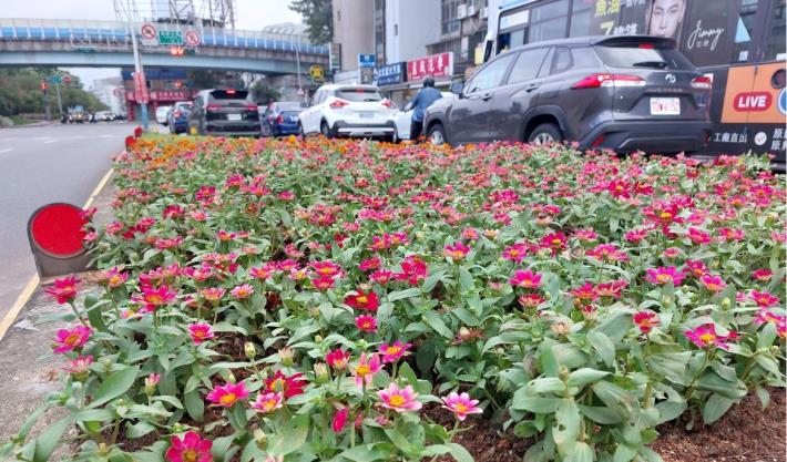 圖4民族東路上分隔島的臺北玫瑰園廣告牌，也有百日草蹤跡。