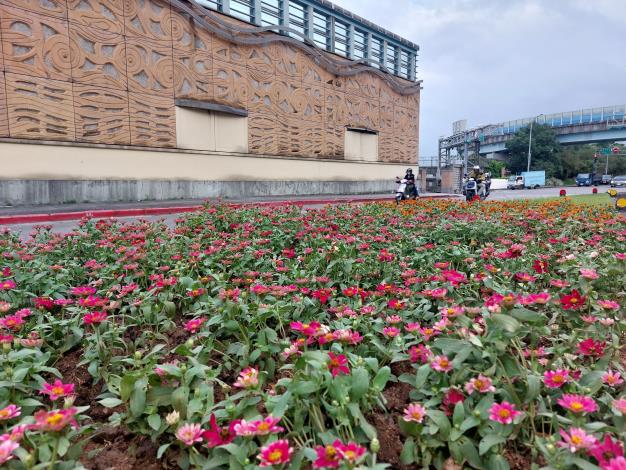 圖6公園處期盼透過種植百日草，讓來往行人與駕駛者帶來片刻放鬆的視覺饗宴。
