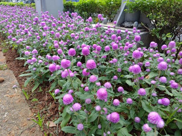 圖8.千日紅齊開打造城市花園美學，綠色景觀提升生活品質