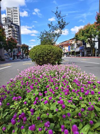 圖3.羅斯福路五段上艷麗的千日紅蹤影