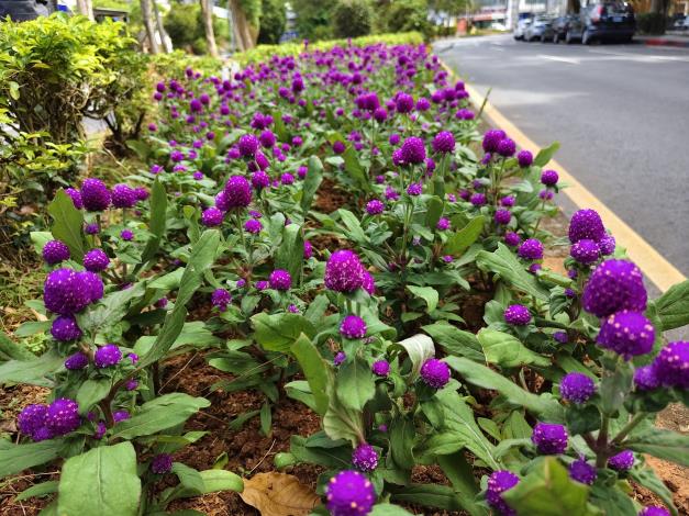 圖5.千日紅的花朵小巧可愛，還是蜜源植物，為城市注入更多 自然生機。