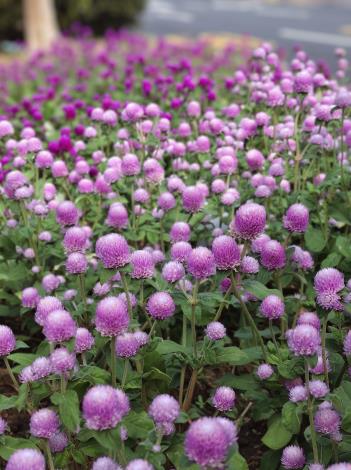 圖2.利用漸層方式搭配，清新雅緻的色彩讓用路人眼睛一亮