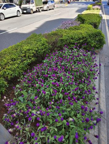 圖4.拼色的千日紅搭配黃金金露華，邀請市民朋友發掘生活周邊悄悄綻放的美好。