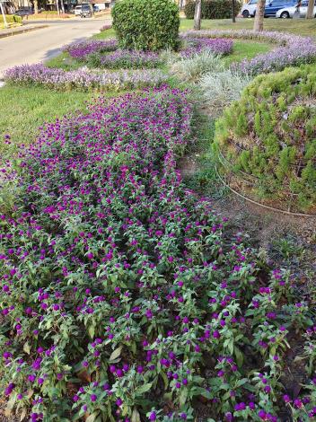 圖6.千日紅耐熱、耐旱、對土壤適應力強，不僅能穩定生長於臺北市區的高溫環境，也適合長時間曝曬的道路環境