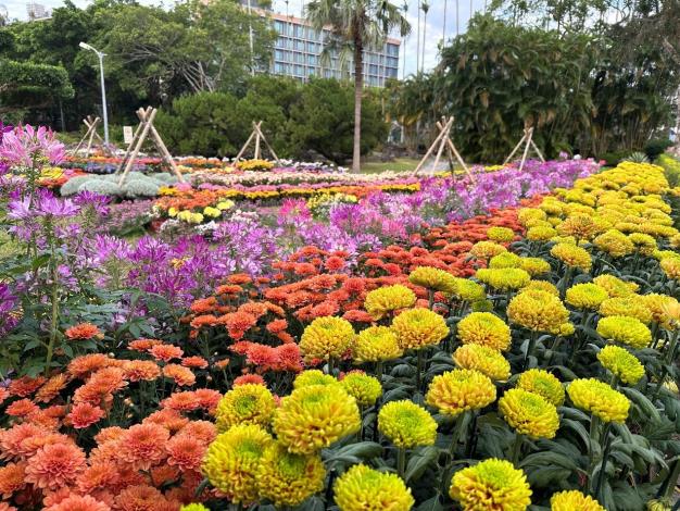 圖4 . 菊科花海將再現2025士林官邸菊展(圖為資料照)