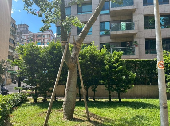 公園處加強立支柱，積極做好防災整備 (2)