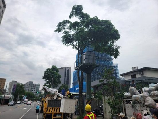 公園處以全樹型修剪方式，積極做好防颱整備