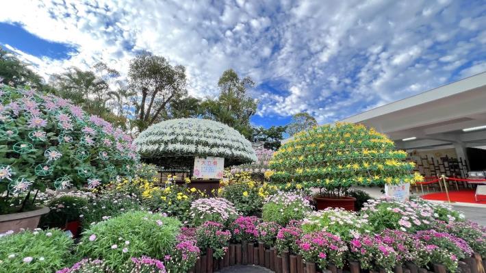 圖6. 單株可開出數百朵花的大立菊展現公園處精湛的園藝栽培技術