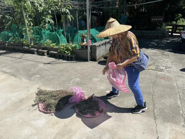 圖3. 田園志工協助蒐集及乾燥巷弄香草園艾草作為手作原料