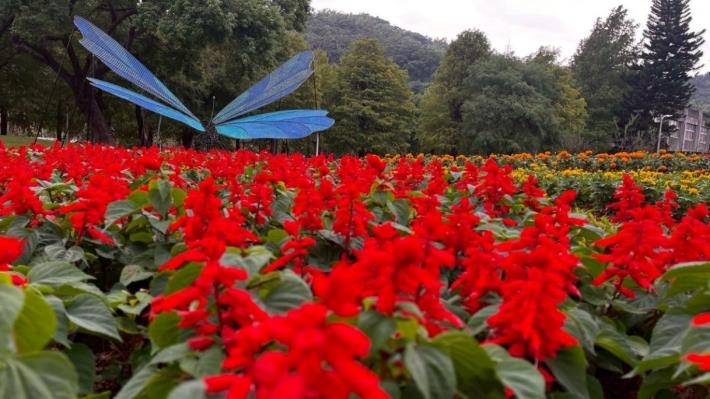 圖4. 花開聲不息展區種植多種草花，交織成四季花海的繽紛景致