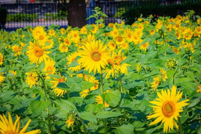 圖2. 入口右側以代表專一與勇敢的向日葵花海，帶你向陽築夢