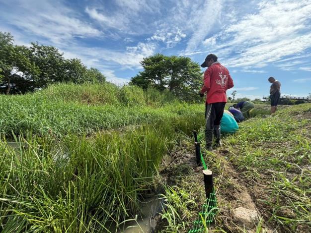 圖4、第1密植區種水毛花