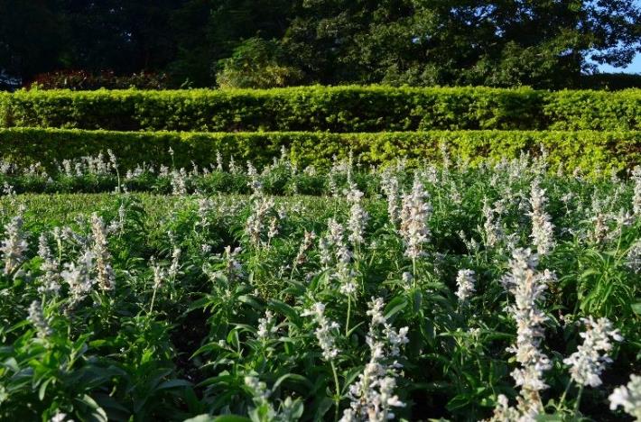 圖5-仁愛圓環選用白色系粉萼鼠尾草