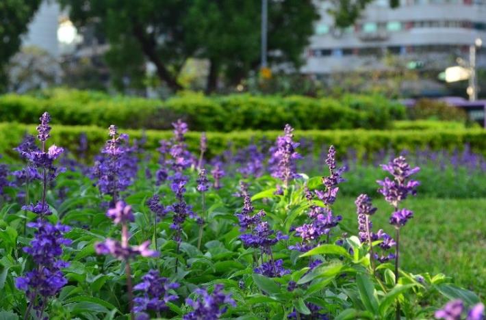 圖5-仁愛圓環選用藍色系粉萼鼠尾草