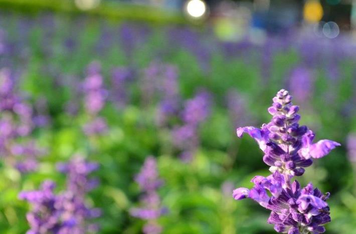 圖7-藍色系粉萼鼠尾草一景