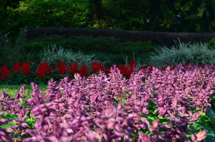 圖8-仁愛圓環周邊分隔島草花設計