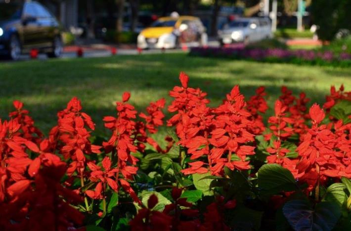 圖3-仁愛路紅色一串紅