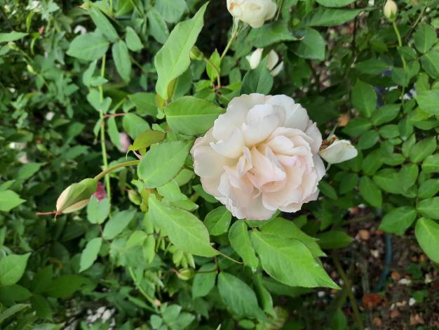 圖7「白櫻鏡」是法國擁有百年歷史的古老茶香玫瑰，花朵下垂像一顆顆白色小圓球。