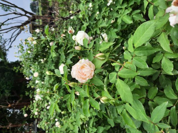 圖6「白櫻鏡」耐熱又多花，適合園藝新手栽植。