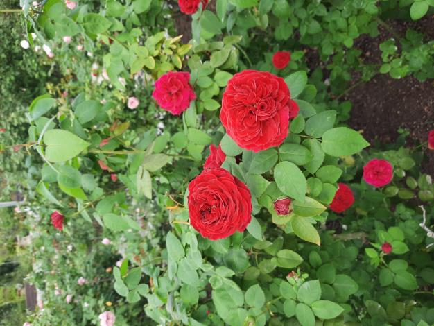 圖11「苔絲」一直是婚禮花束中的主角，其深紅色的絲絨般花瓣和多頭開放的豐滿花苞而聞名。