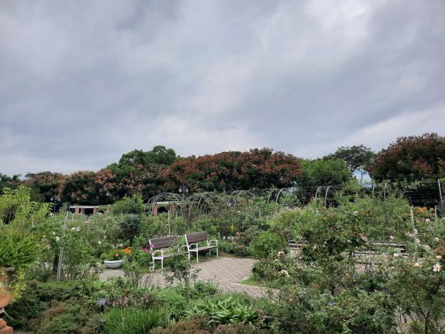 圖14五彩玫瑰園種植多株臺灣欒樹，樹上果實已從秋季的鮮紅色轉為乾枯的紅褐色或褐色。