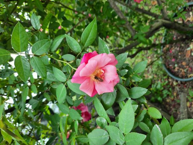 圖4「Madame Antoine Rébé」由於它的花量繁盛，香氣濃厚，吸引蜜蜂採蜜。