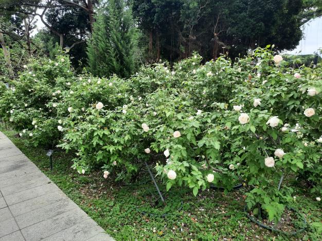 圖5 花海區小徑可以欣賞白櫻鏡蔓延成一片雪白世界的絕美景致。