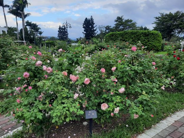 圖9「凱麗」是奧斯汀所育種的英國玫瑰，具有四季開花特性。