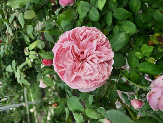 圖10包子花型「凱莉」香味極具辨識度。