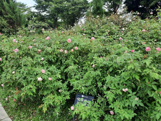 圖2一朵朵「櫻鏡」串連成浪漫花海，枝頭上有許多花苞即將盛開。