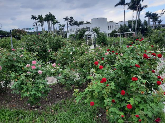 圖13「凱麗」與「苔絲」是育種家花園的亮點。