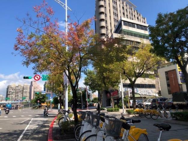 (圖片7)中華路黃連木頂稍變葉浪漫呈現