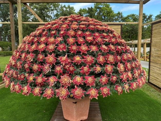 圖2 .受到日光環繞的大立菊，展現雄偉的花王氣勢