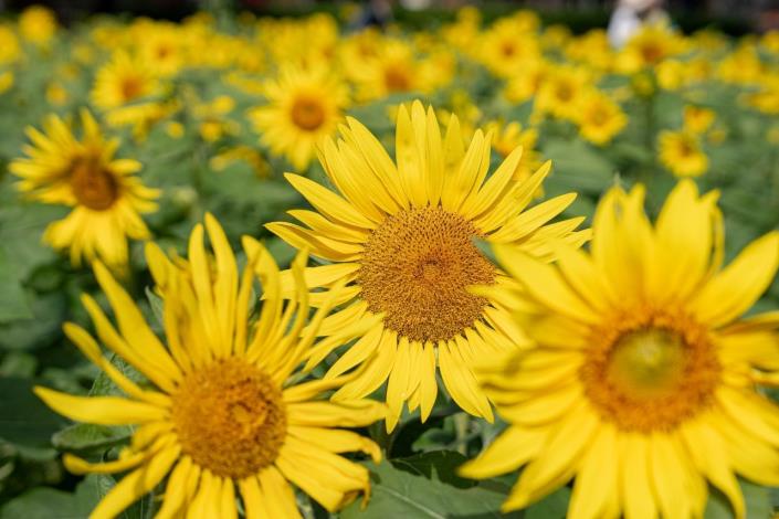 圖6 . 代表勇敢、專一的向日葵花海，溫暖你的心