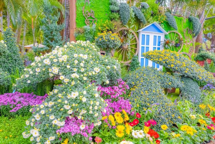 圖5 . 「夢花園」展區中盛放的造型菊等你來美拍