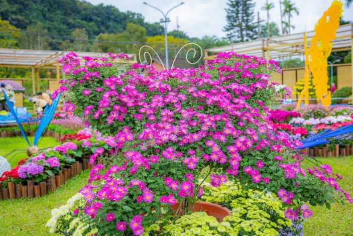圖2 . 各式造型菊陸續綻放中，賞花正當時