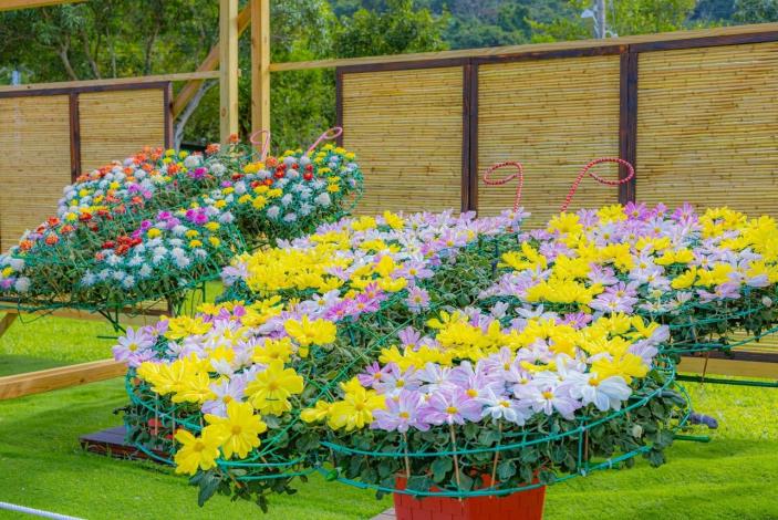 圖3 . 單株多色嫁接蝴蝶型大立菊，美爆您的相機