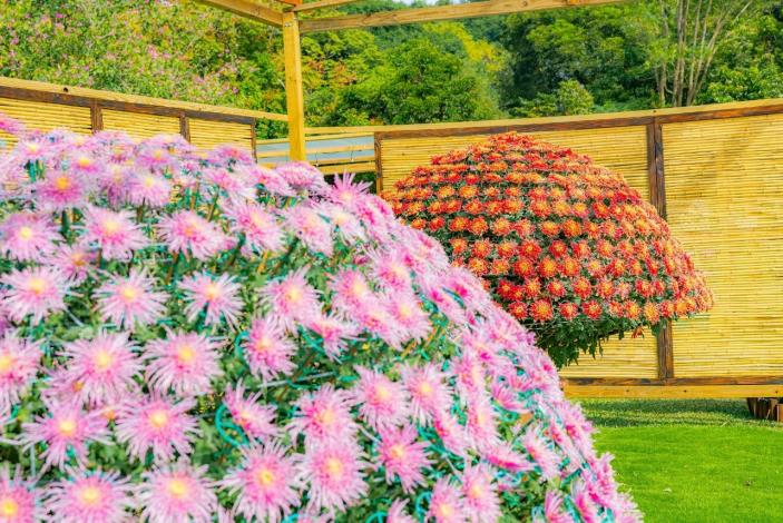 圖1 .菊展的嬌客~大立菊您千萬不能錯過