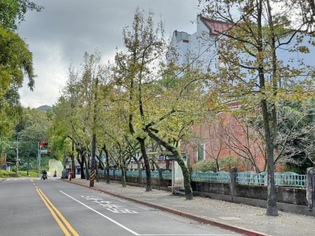 圖8：研究院路2段沿線楓香