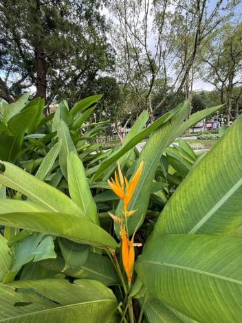 圖7：九如綠地內野薑花