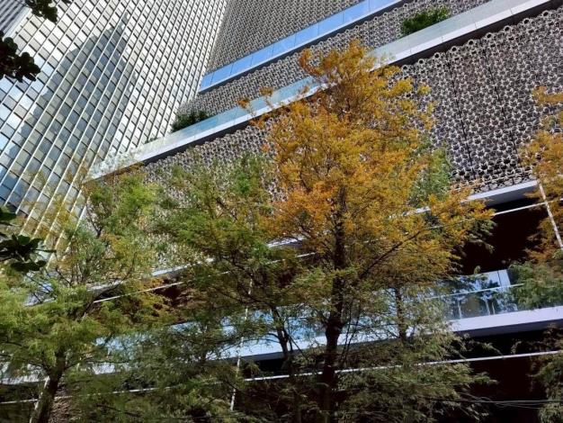 (圖6) 繁忙都會區中信義22號廣場也有落雨松秘境