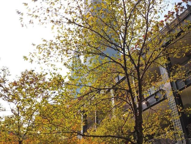 (圖11) 櫸木冬天落葉前葉色會轉變成黃褐色具有觀賞性屬優型樹種