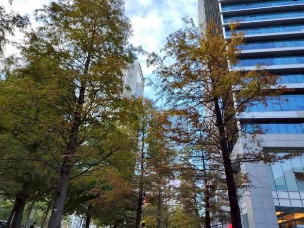 (圖12) 落雨松進入冬季後紅褐色的葉片如羽毛般隨風飄落，美麗動人