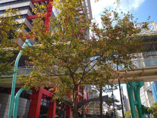 (圖2) 矗立的櫸木在季節變化中悄然變色